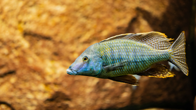 African cichlids aquarium collection