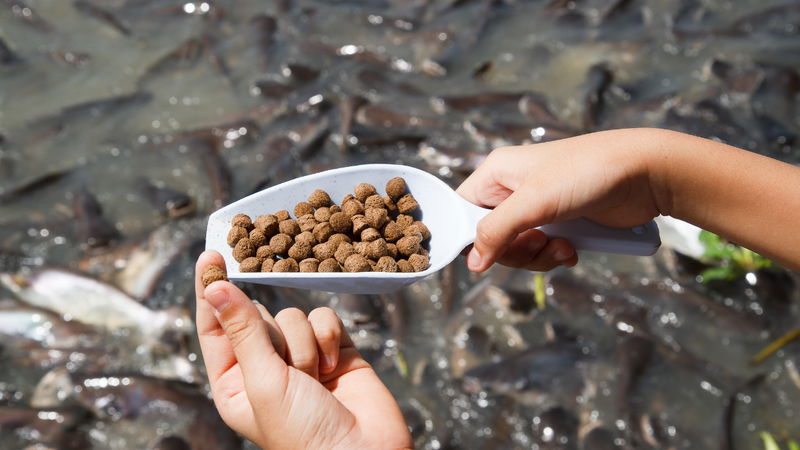 Fish Food