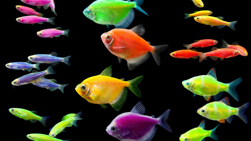 GMO fluorescent aquarium fish collection