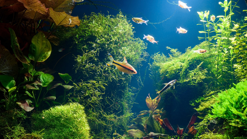 Micro Fish