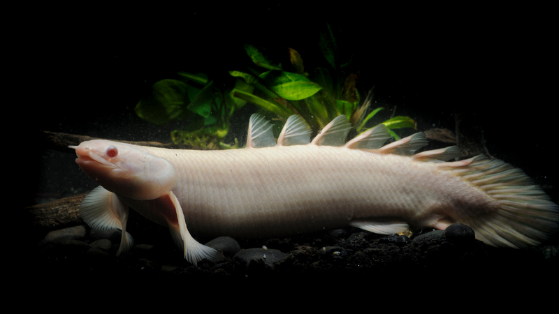 Freshwater Bichirs aquarium collection