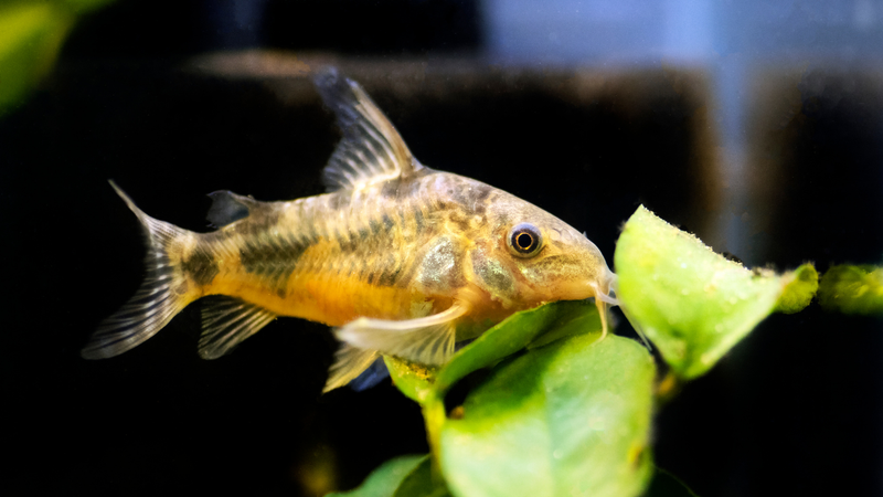 Corydoras catfish aquarium collection