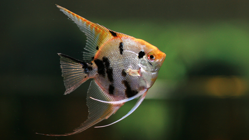 Freshwater Angelfish aquarium collection