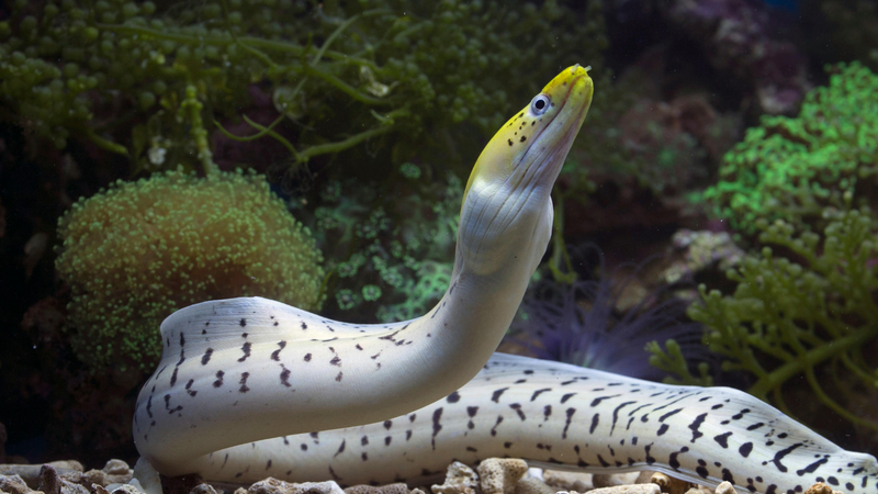 Eels