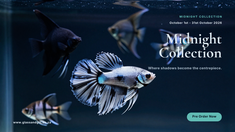 Midnight Collection dark aquarium fish