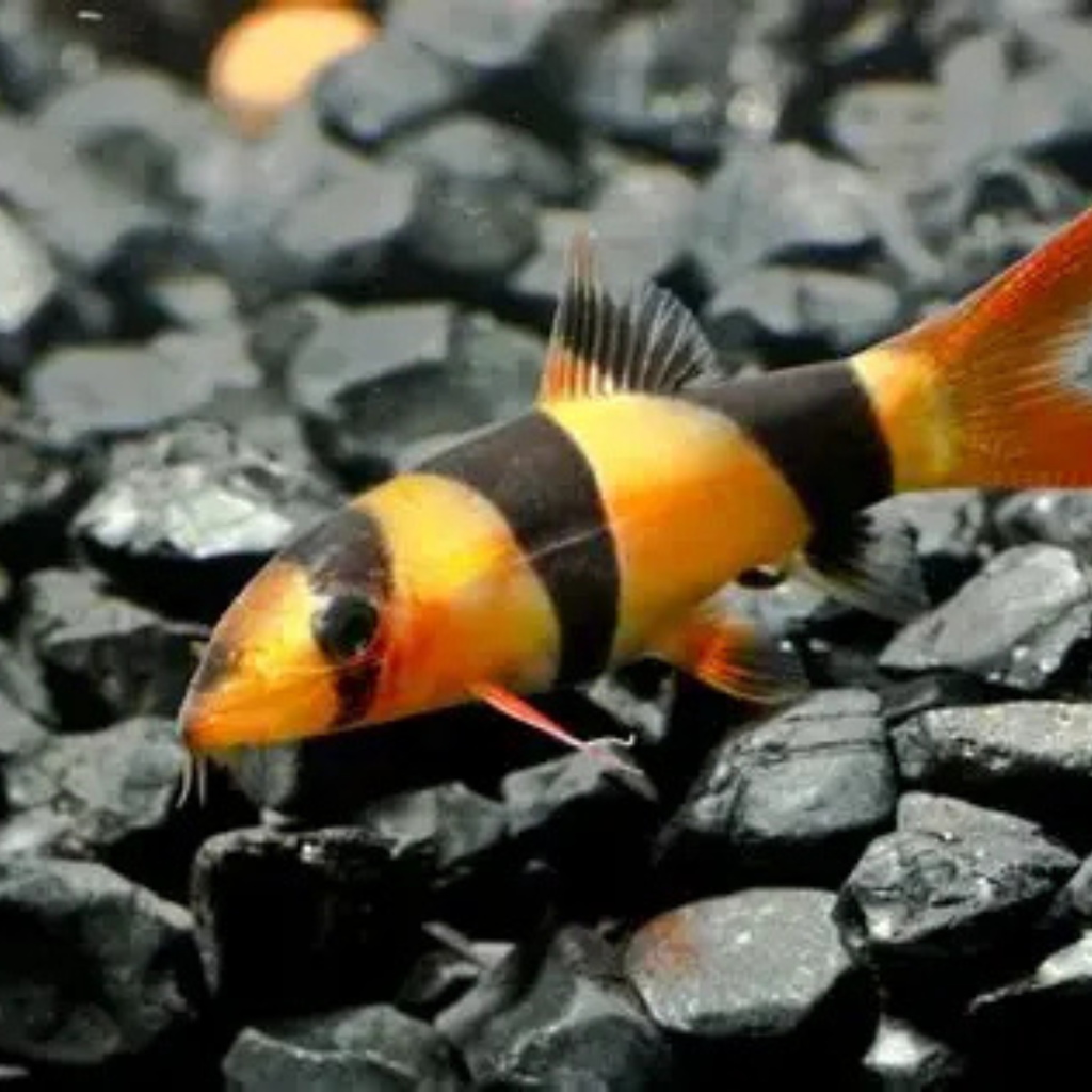 Clown Loach