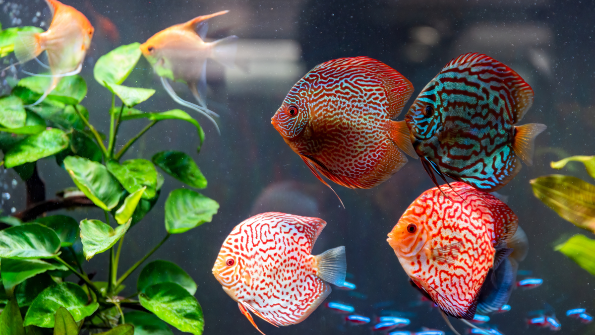 Freshwater aquarium fish in a planted aquarium