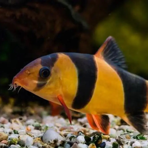 Clown Loach