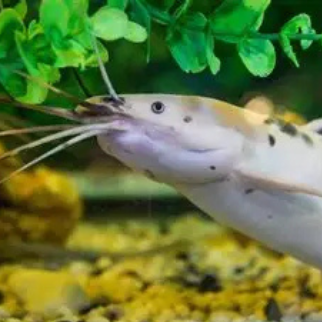 Walking Catfish
