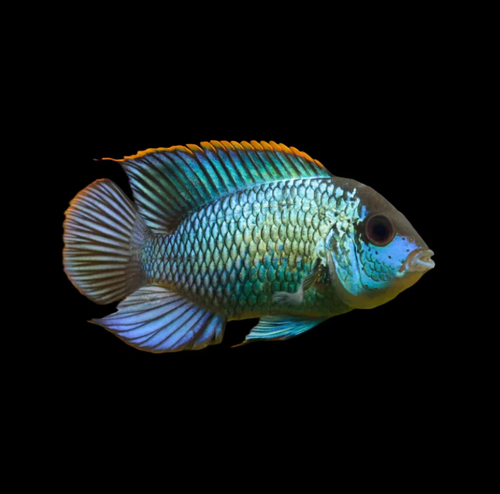 Electric Acara