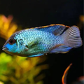 Electric Acara