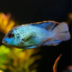 Electric Acara