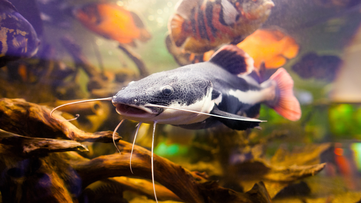 Red Tail Catfish (Phractocephalus hemioliopterus)