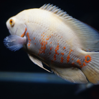 Albino Tiger Oscar - Assorted - alternate view 3