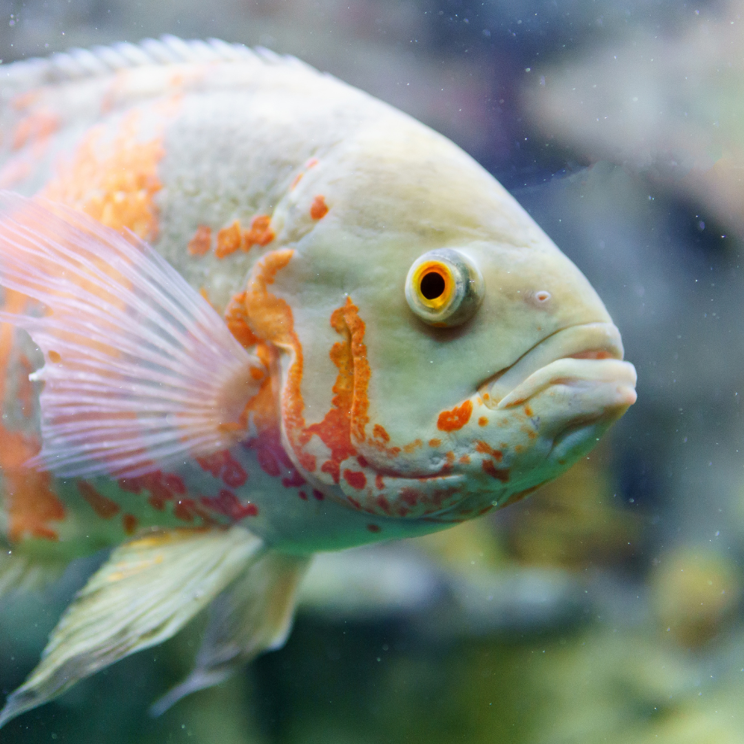Albino Tiger Oscar (Astronotus ocellatus)
