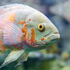 Albino Tiger Oscar (Astronotus ocellatus)
