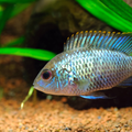 Electric Blue Acara