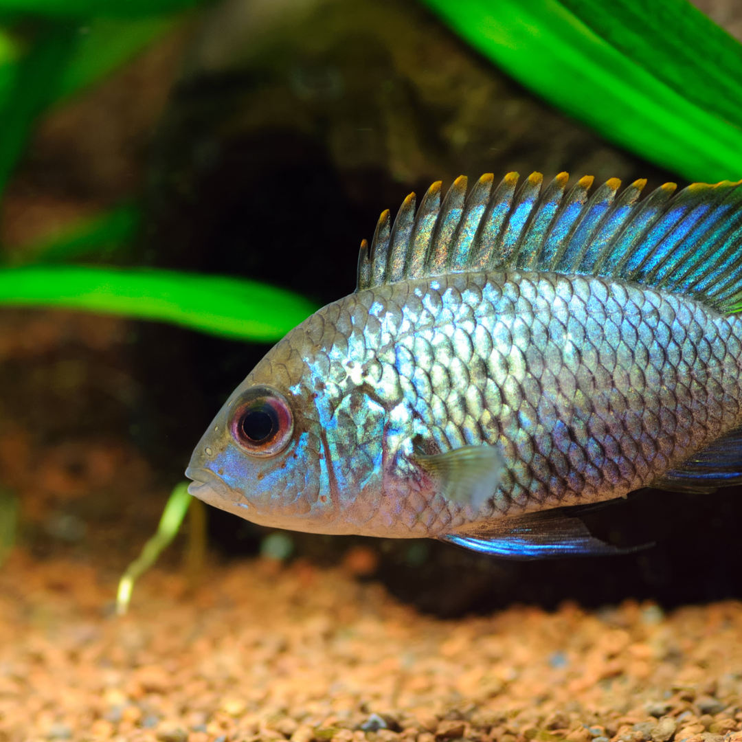 Electric Blue Acara