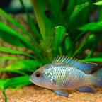 Electric Blue Acara - alternate view 2