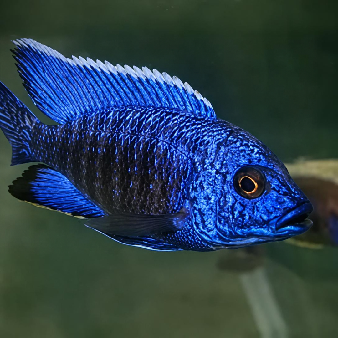 Blue Peacock Cichlid
