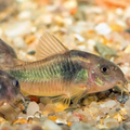 Bronze Corydora (Osteogaster aenea)