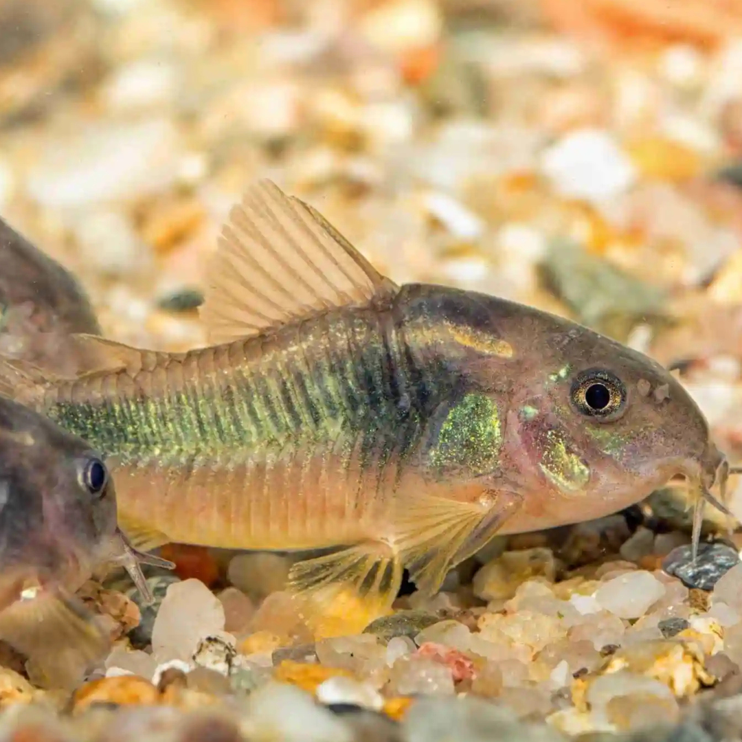 Bronze Corydora (Osteogaster aenea)