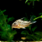 Juli Corydoras freshwater aquarium fish