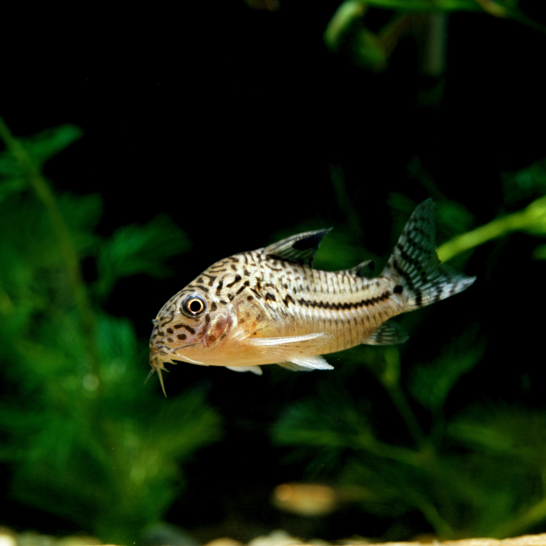 Juli Corydoras freshwater aquarium fish