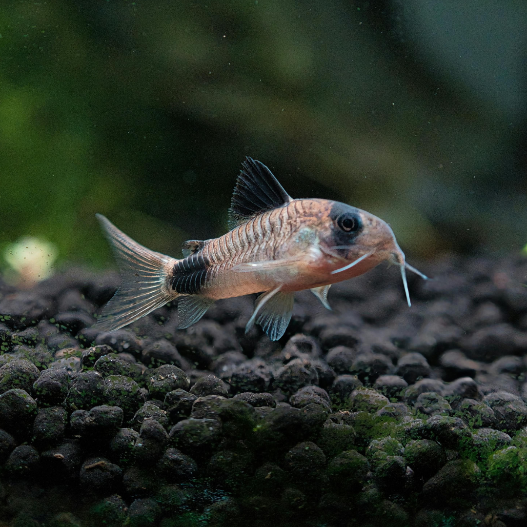 Panda Corydoras freshwater aquarium fish