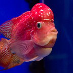 Flowerhorn Cichlid - Assorted
