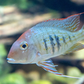 Geophagus Sveni Cichlid - Assorted