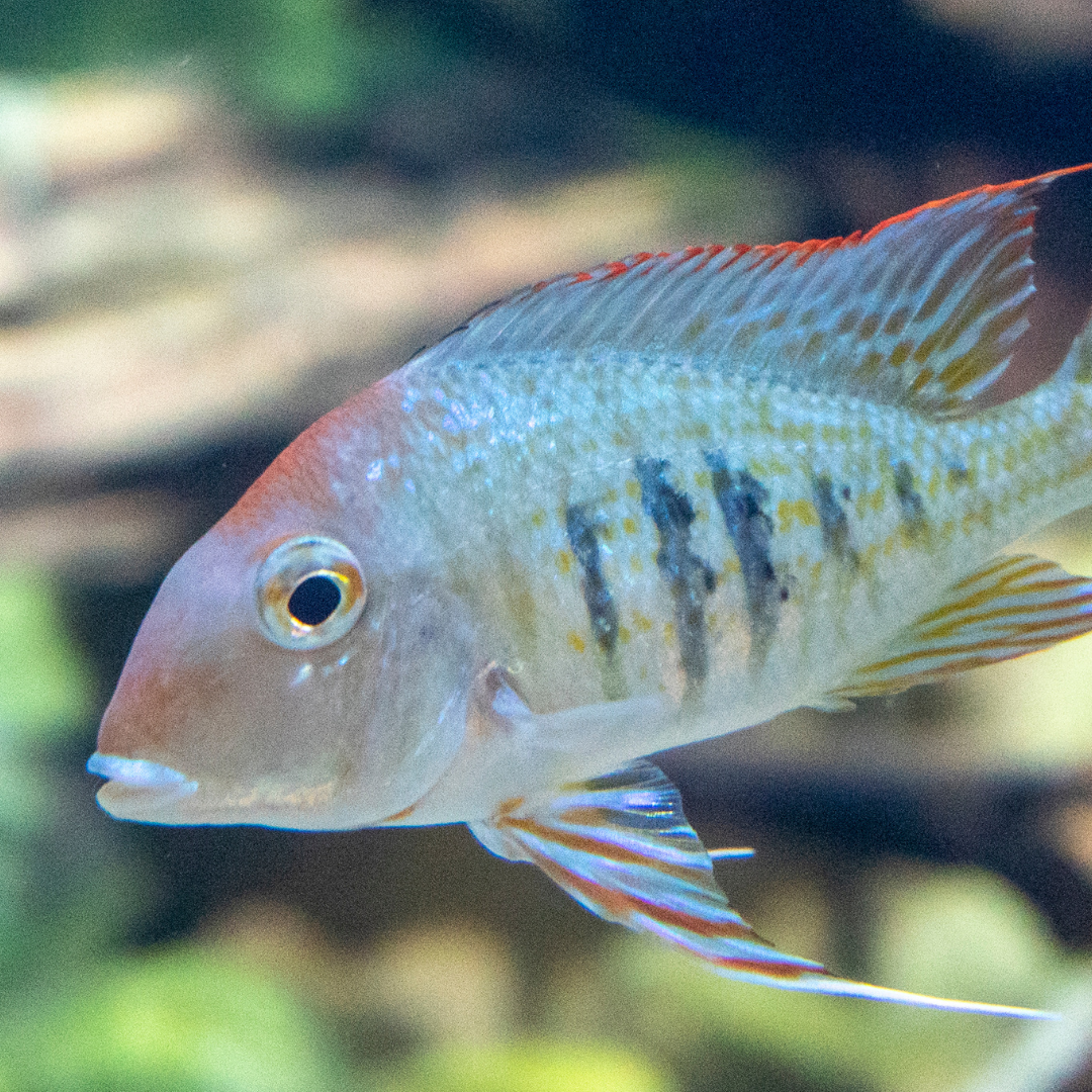 Geophagus Sveni Cichlid - Assorted