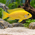 Yellow Peacock Cichlid