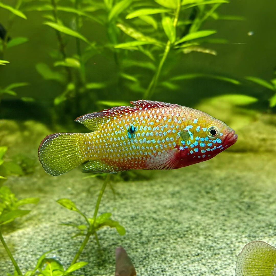 Green Jewel Cichlid