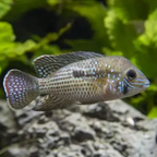 Green Terror Cichlid - alternate view 2
