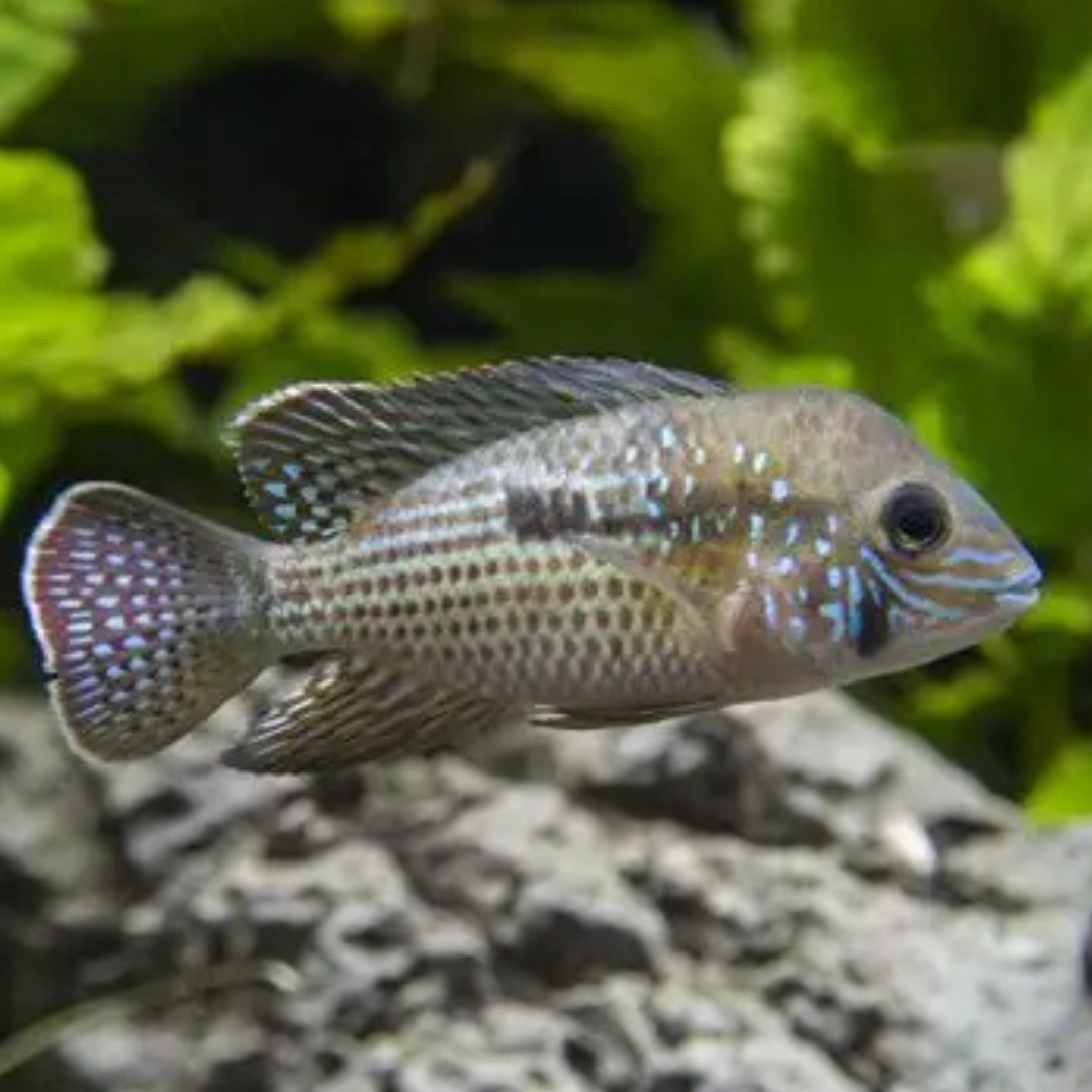 Green Terror Cichlid - alternate view 2