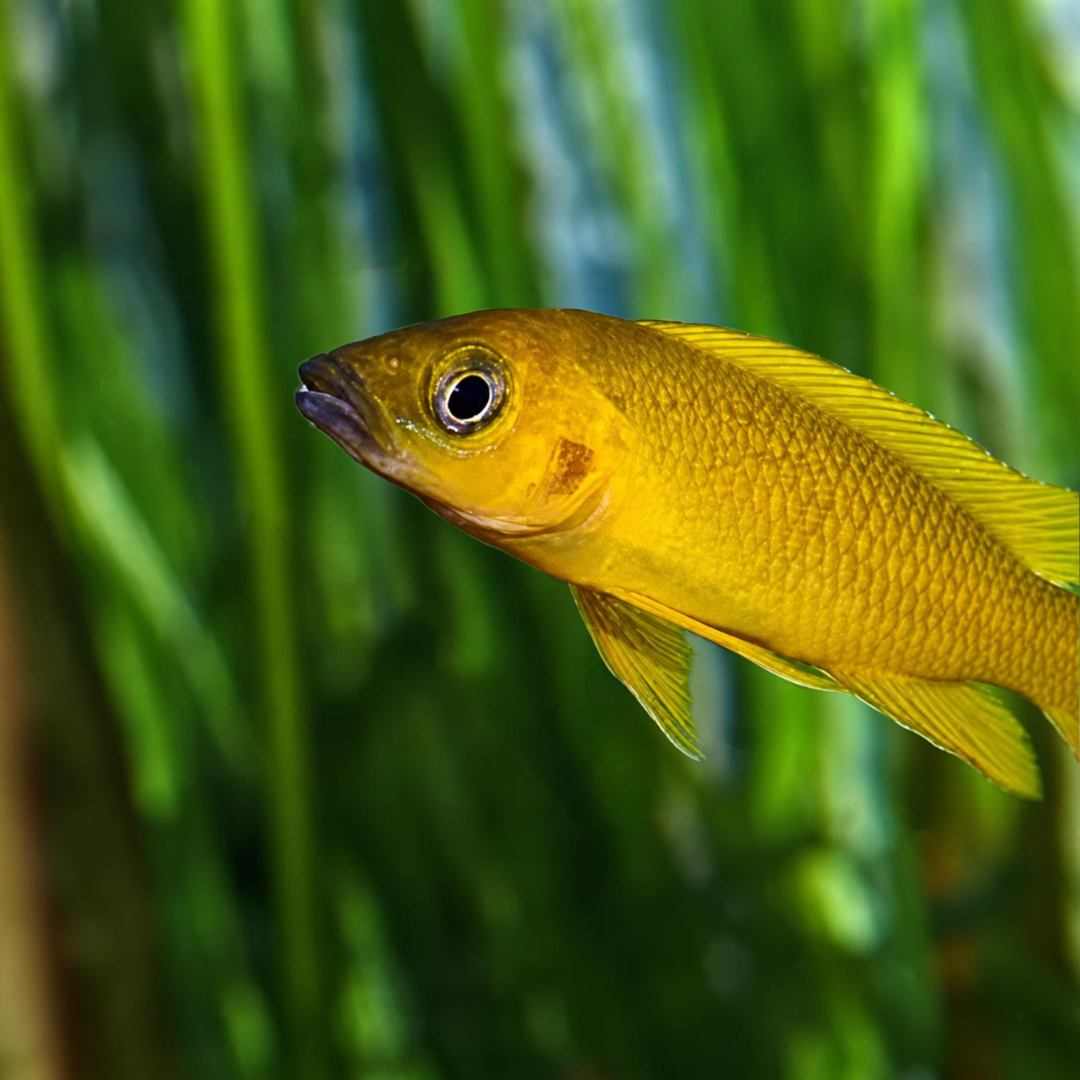 Neolamprologus Longior Kabogo