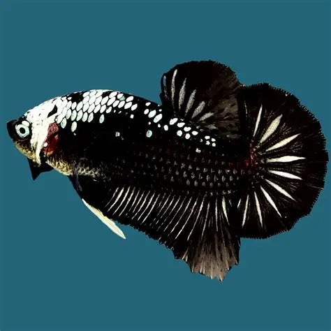 Plakat Betta - Assorted