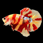 Plakat Betta - Assorted