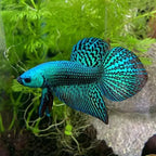Plakat Betta - Assorted