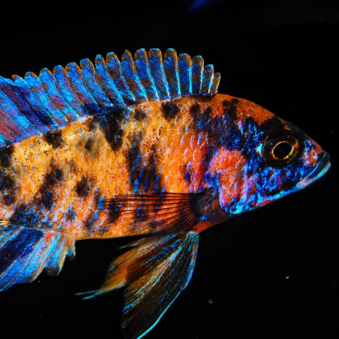 OB Peacock Cichlid