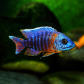 Assorted Peacock Cichlid — HQ