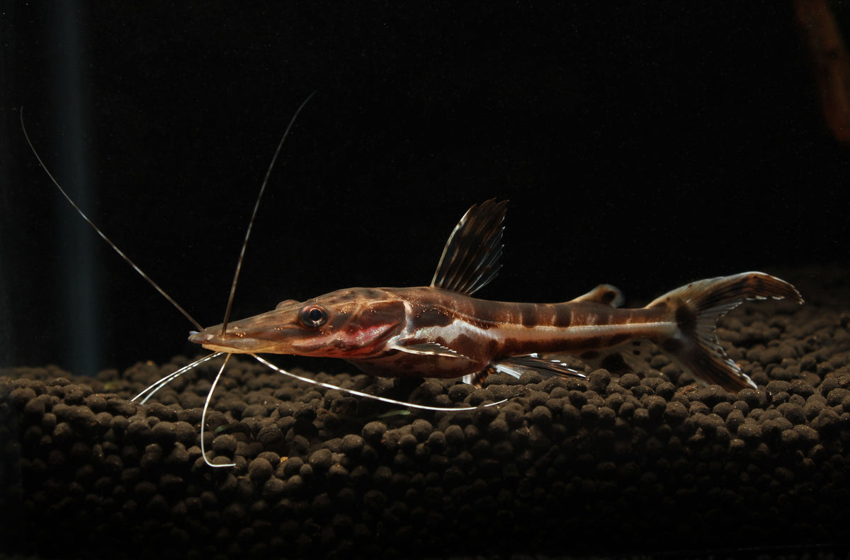 Shovelnose Tiger Catfish