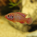 Red Jewel Cichlid