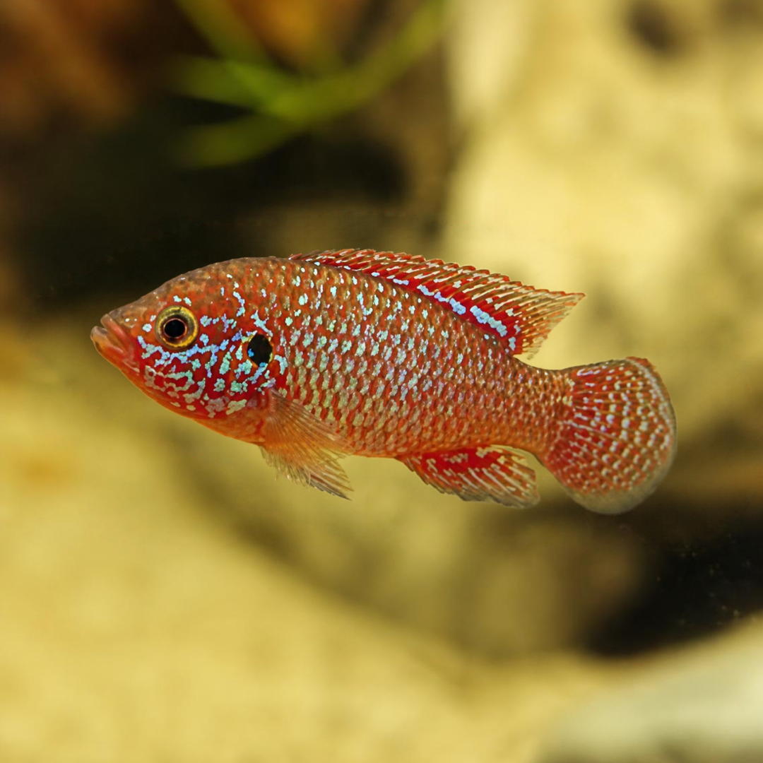 Red Jewel Cichlid