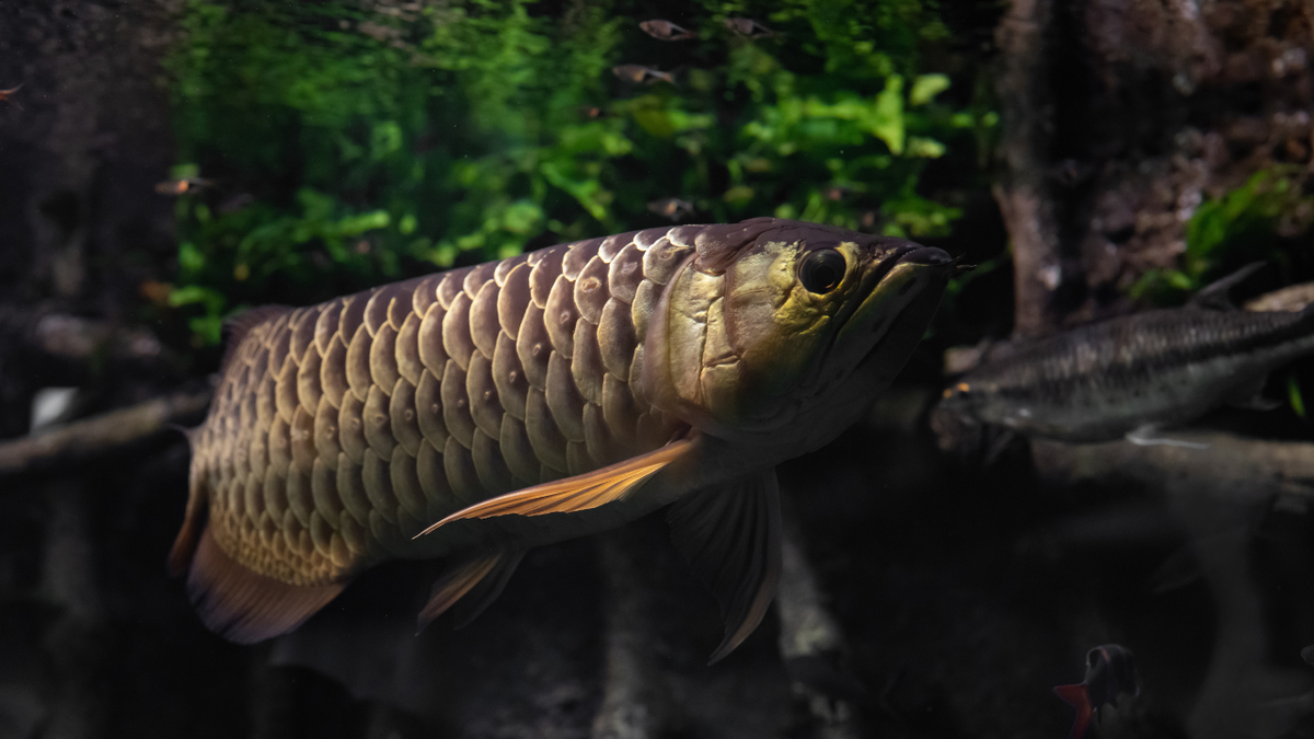 Arowana in a South American freshwater aquarium