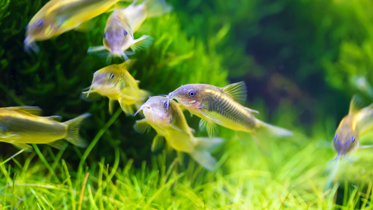 Corydoras catfish for sale in South Africa