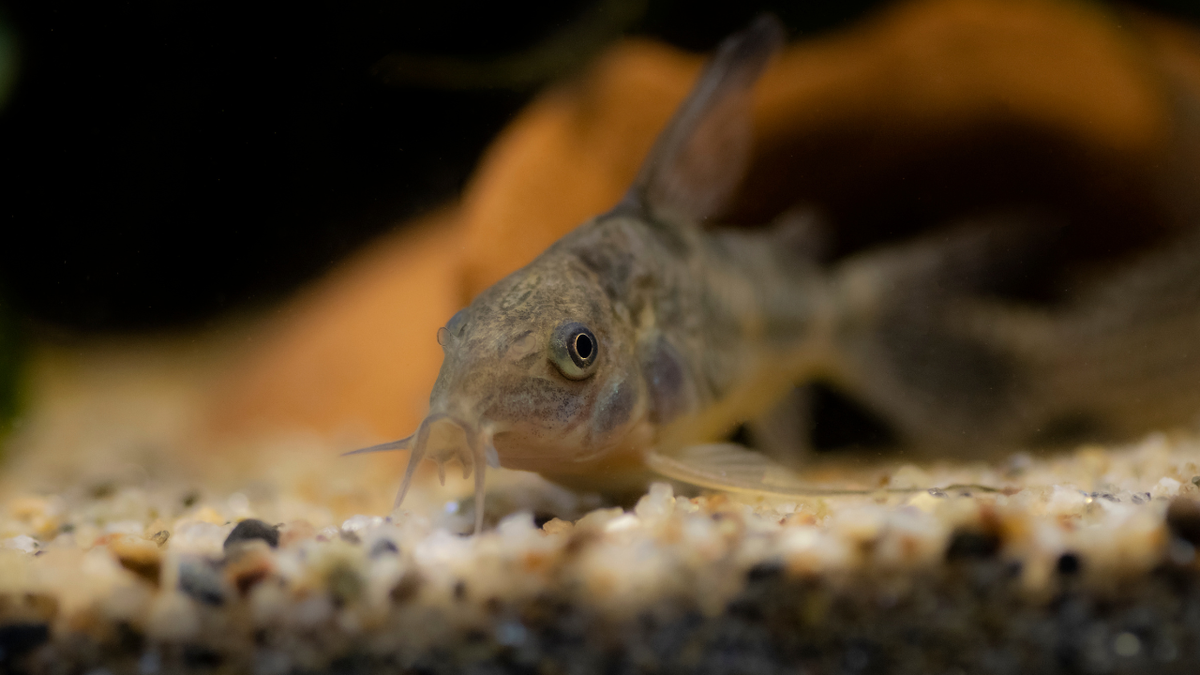 Different Corydoras species for freshwater aquariums