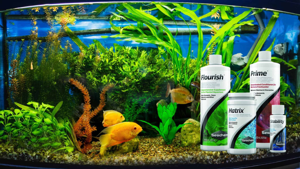 African aquarium habitat with rockwork and open swimming space