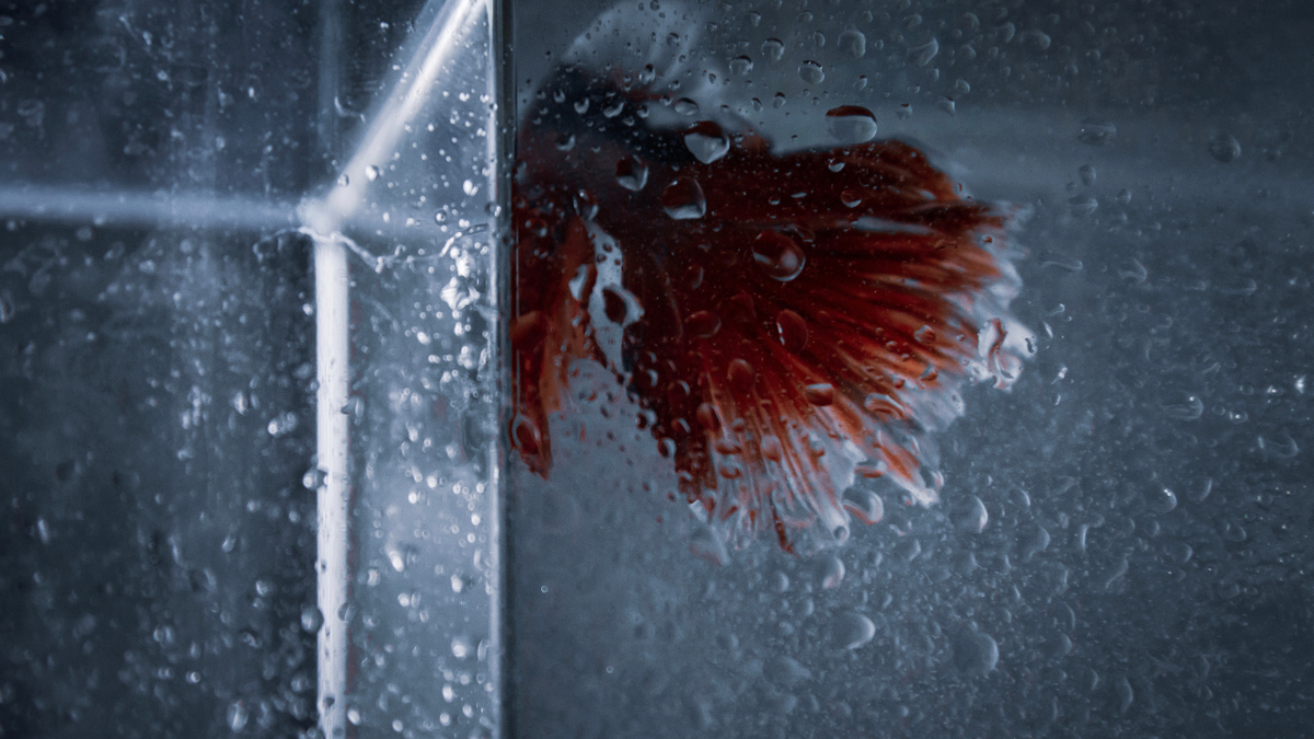 Different Betta fish types and fin shapes